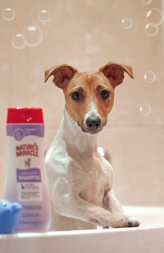Nie wieder Badeschlachten! 🛁 Wie der Pet Bath Brush das Badeerlebnis deines Vierbeiners revolutioniert 🐾✨